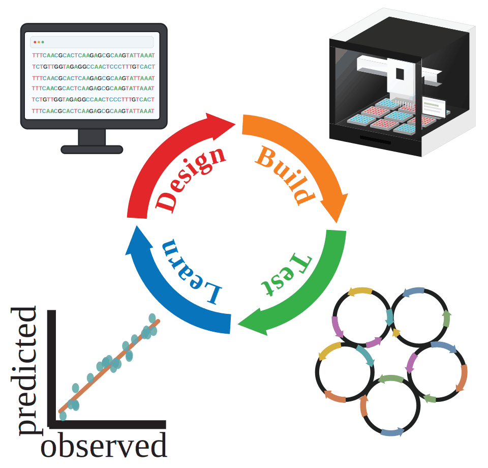 Design, build, test and learn cycle for plasmid library construction.