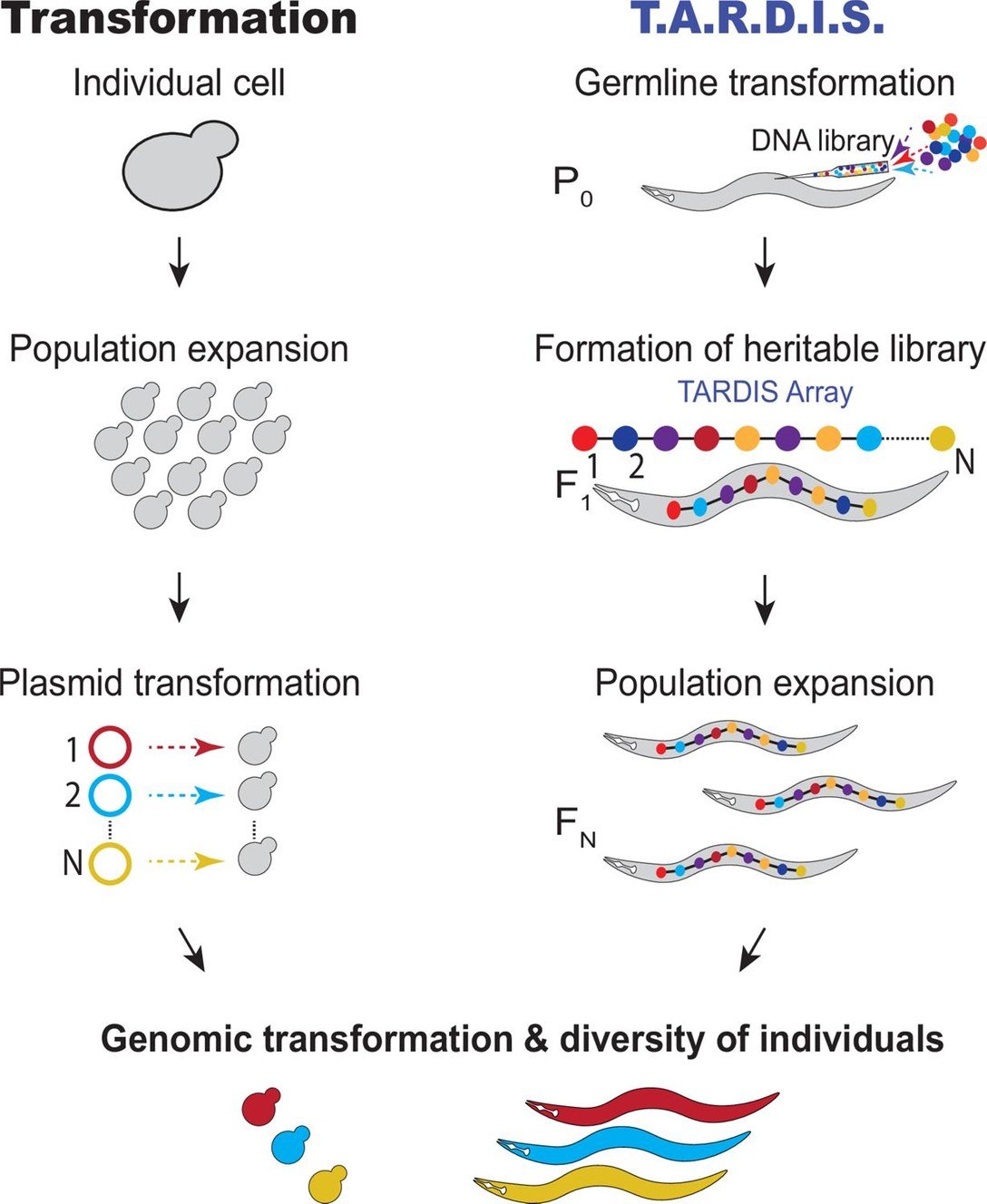 Side-by-side comparison: conventional transformation delivers one plasmid per cell, while TARDIS delivers a whole library as a heritable array that resolves to one integrated sequence per animal.